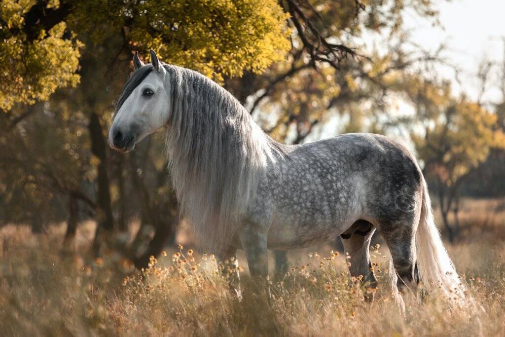 Weißes Pferd